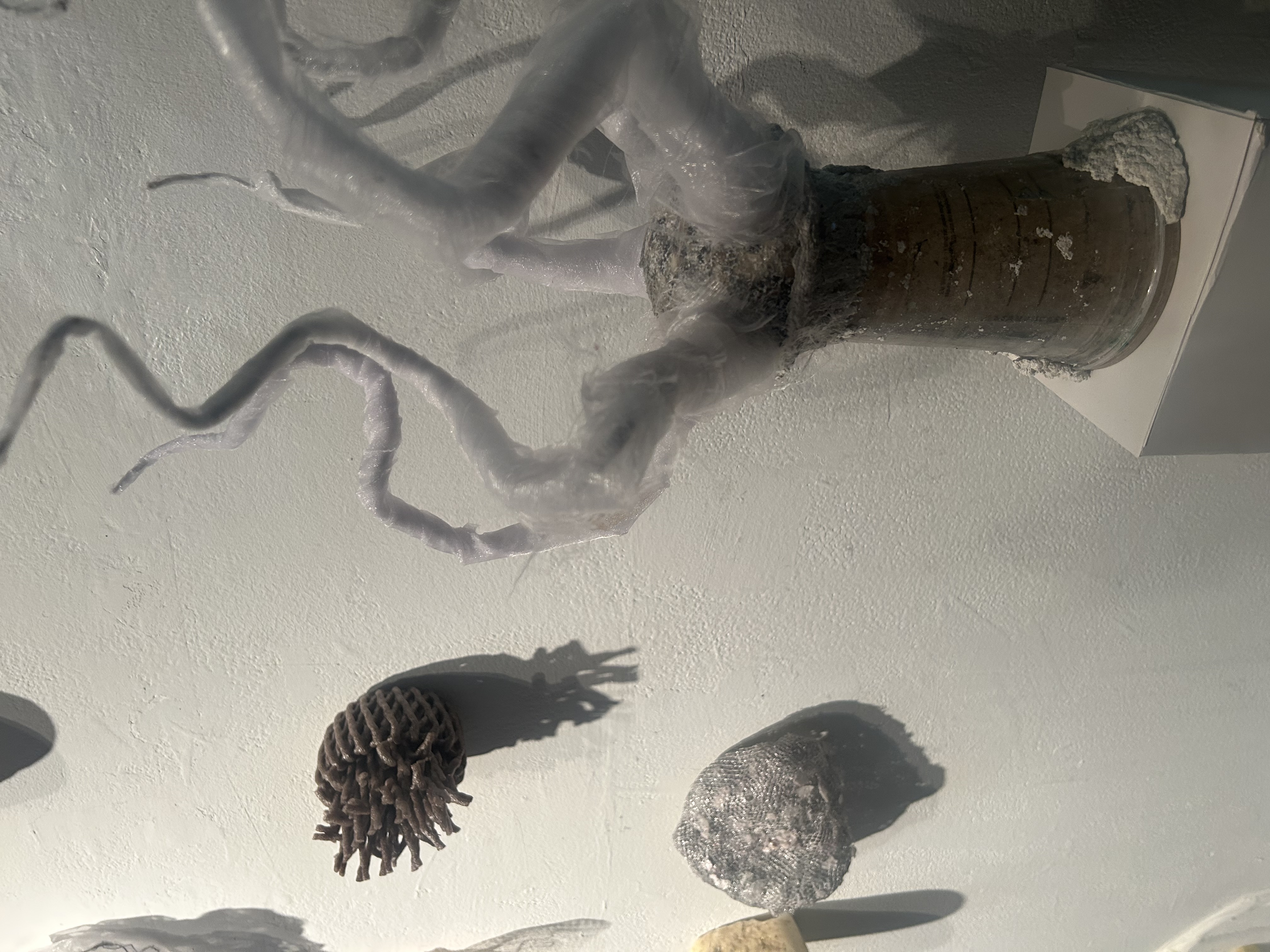 Bolocera coffeinium, photo by Stefania Capobianco