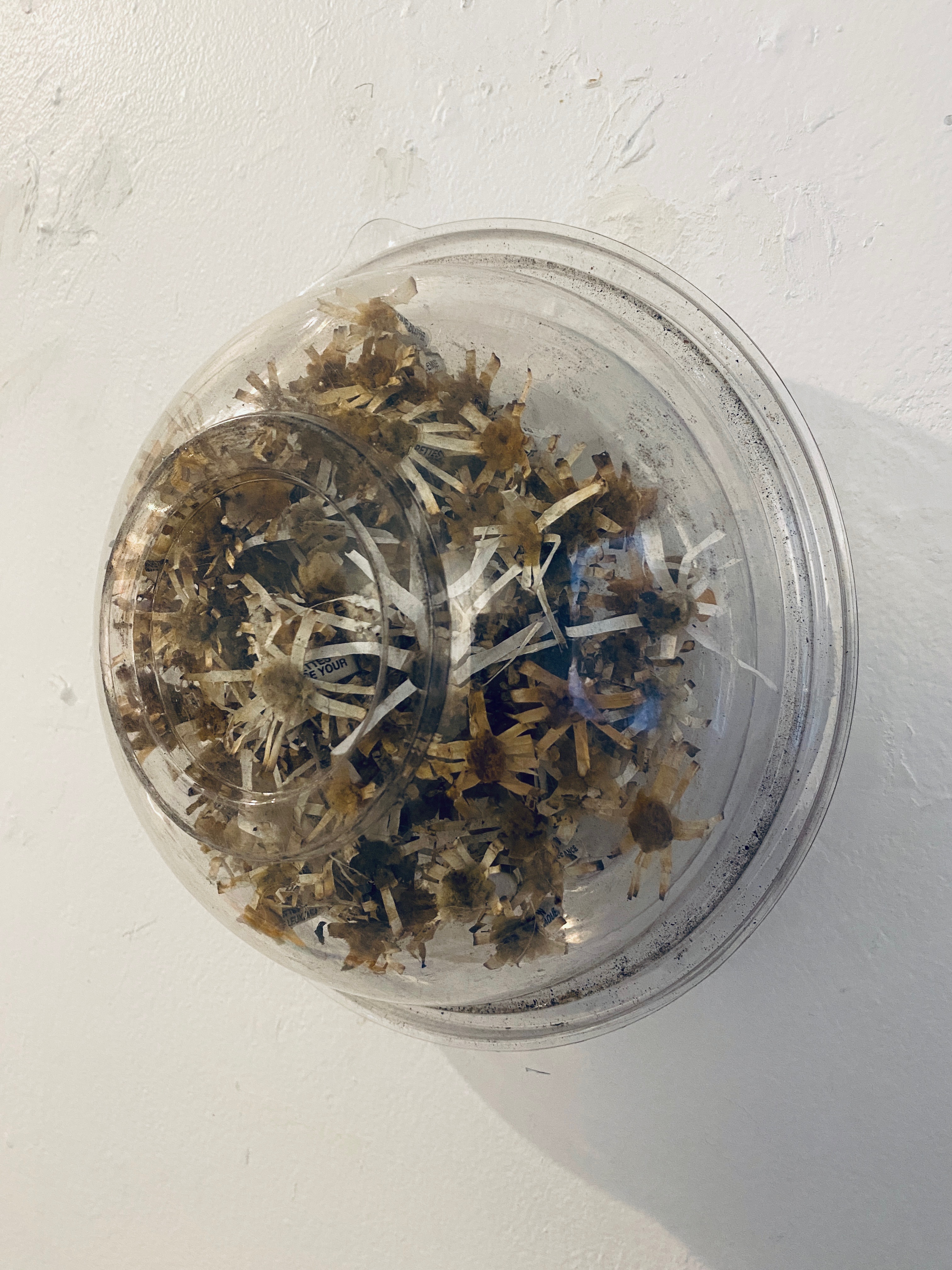 Parazoanthus presegmenus, photo by Julius Poncelet Manapul