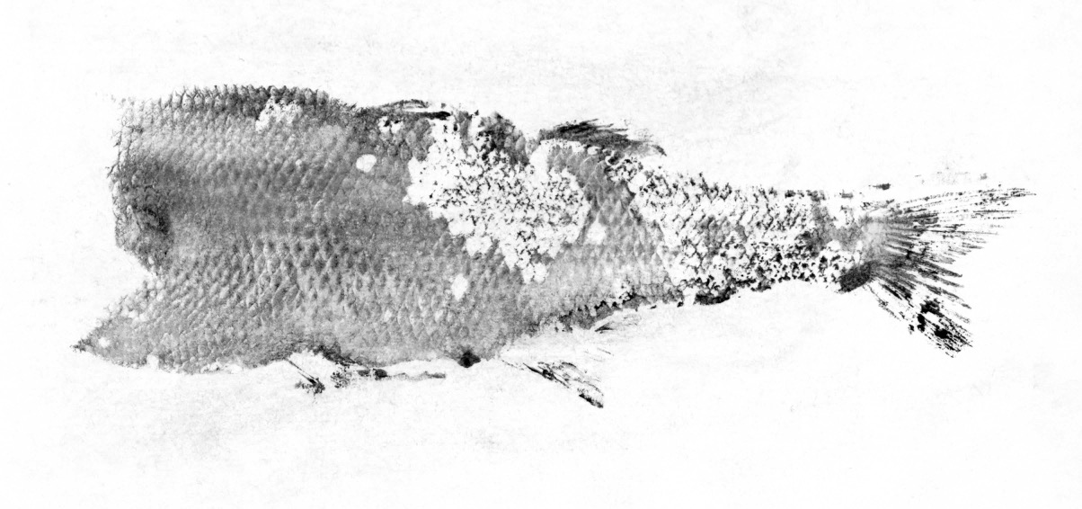 Fish Prints