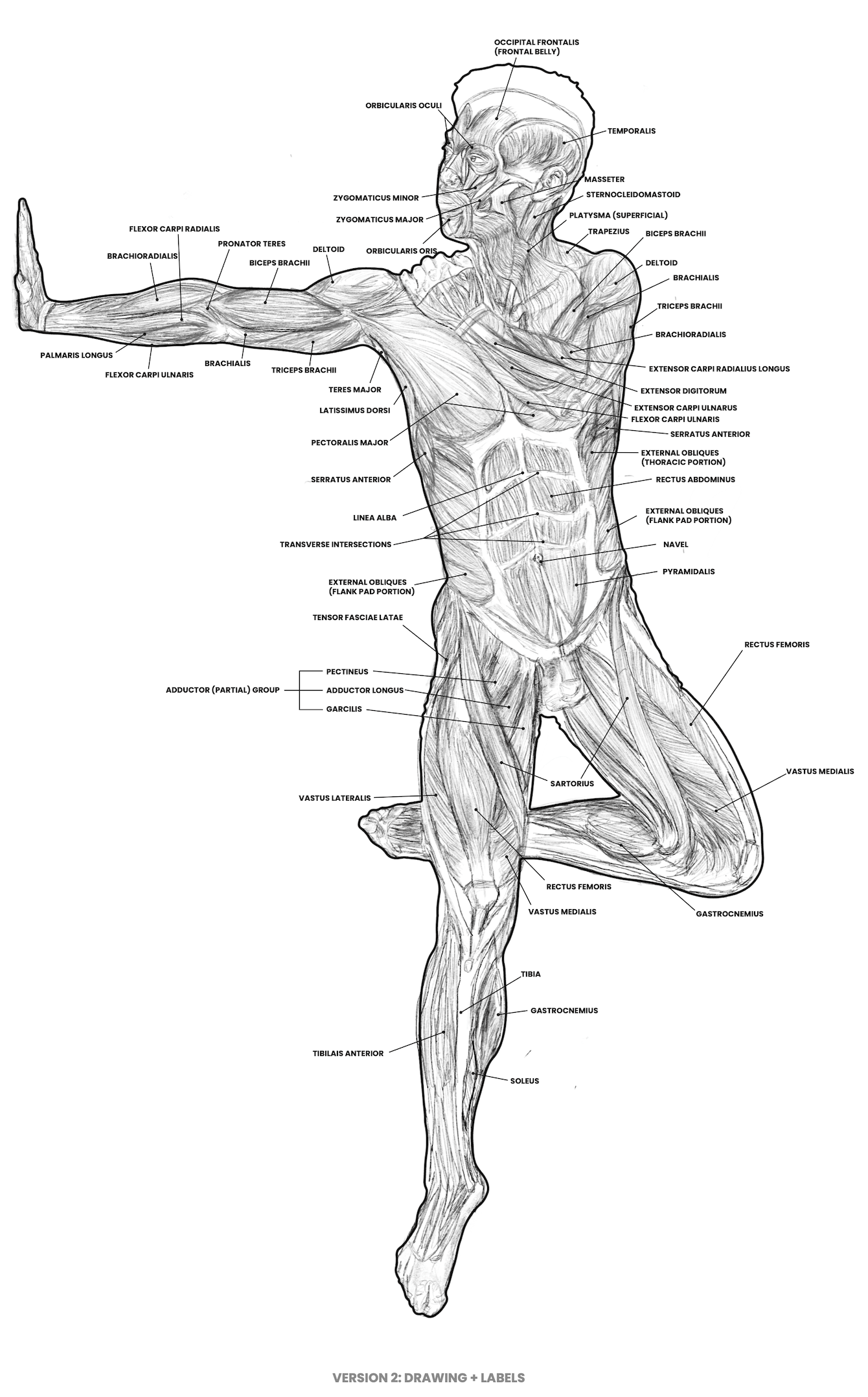 ¹² Skeletal & MSK Analysis