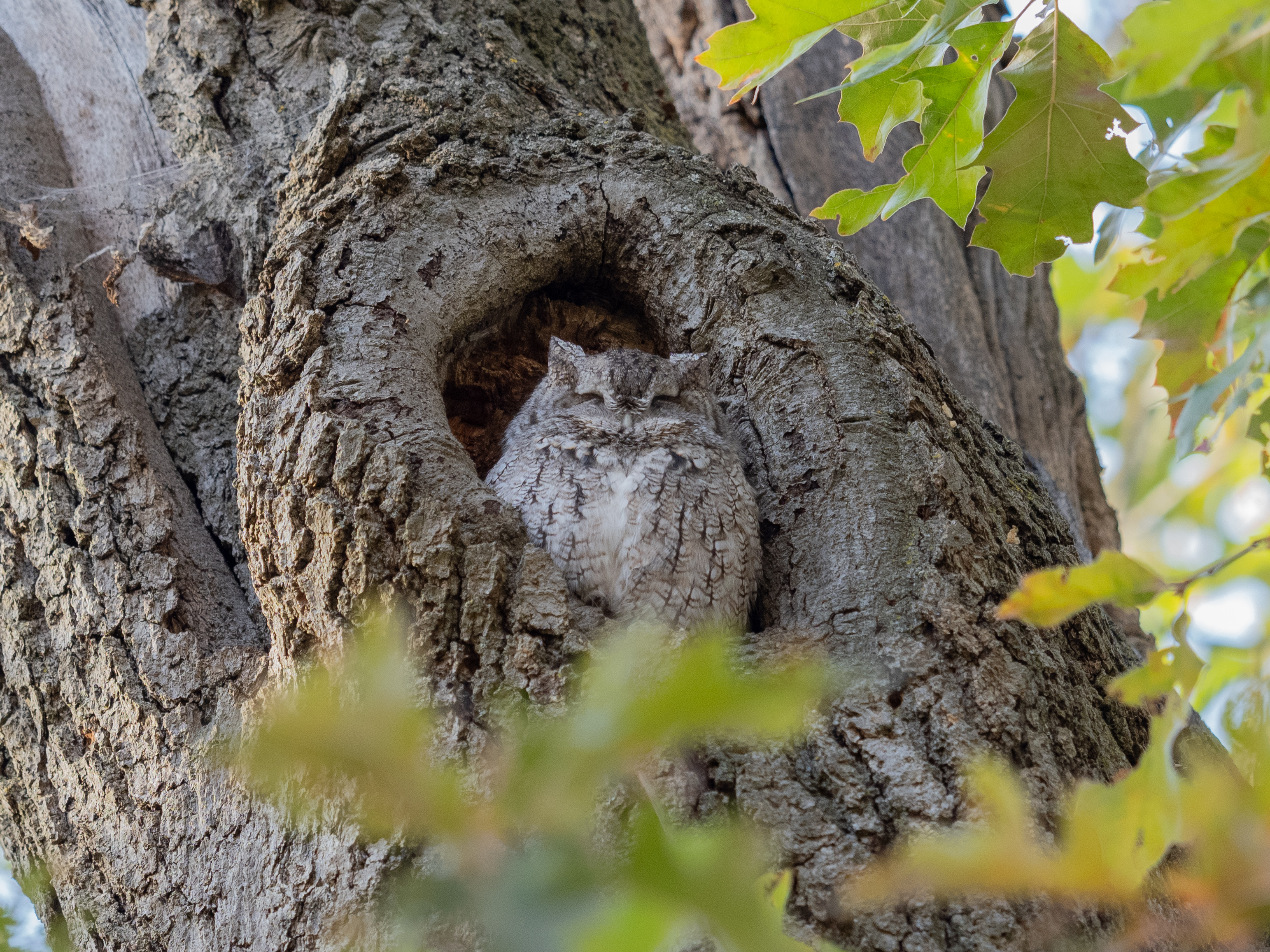 In Our Own Backyards