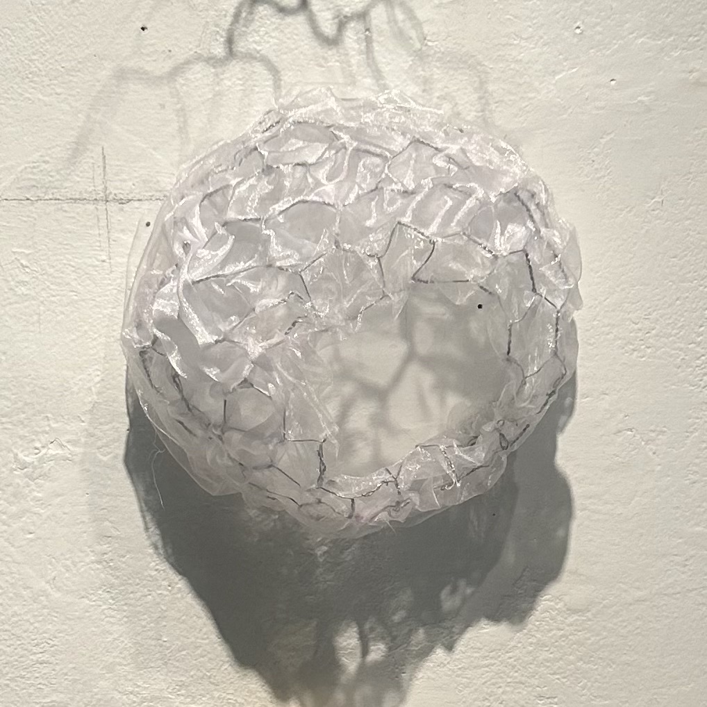 Euplectella hexagonum, photo by Stefania Capobianco