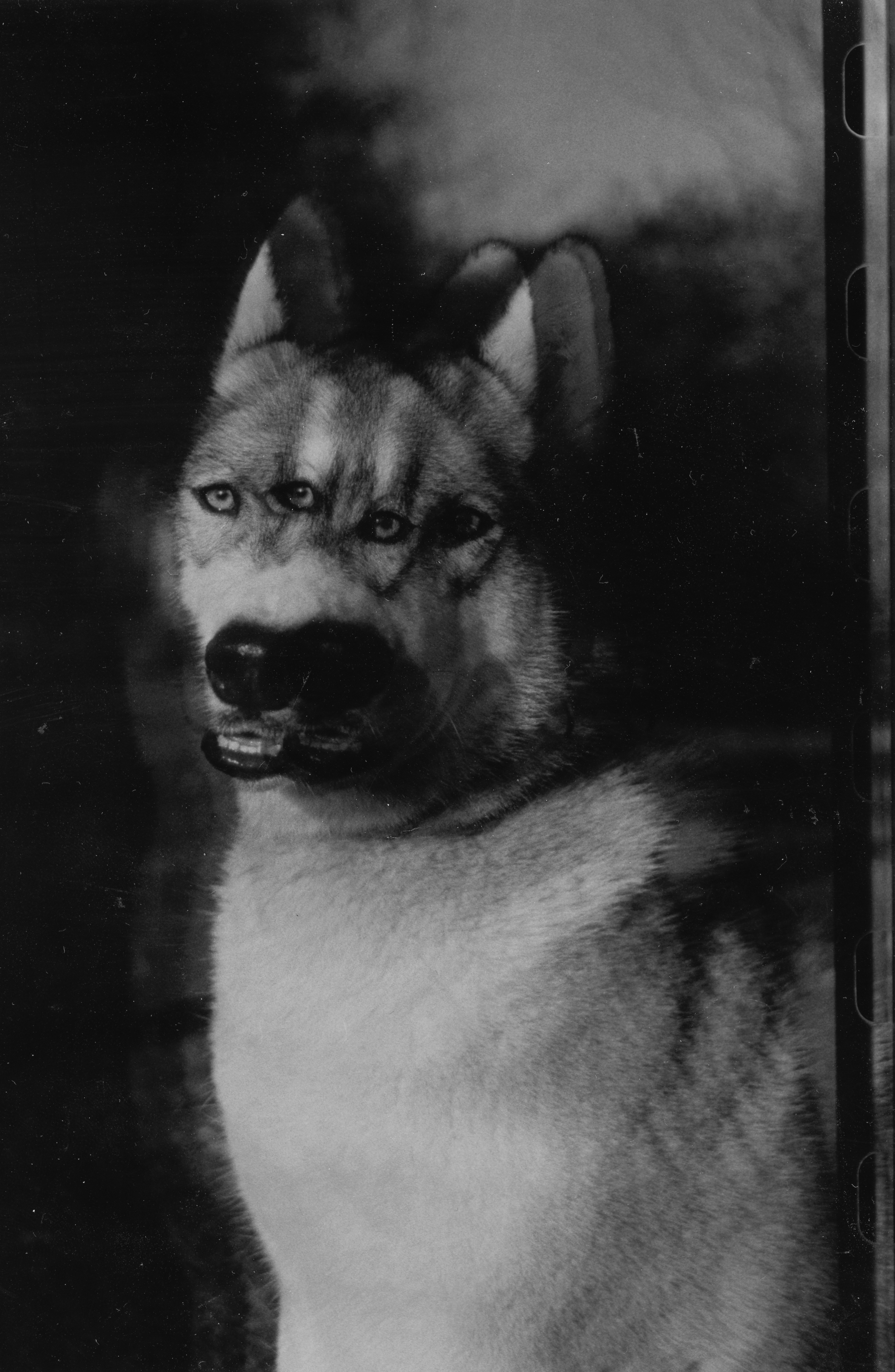 The Children of Cerberus