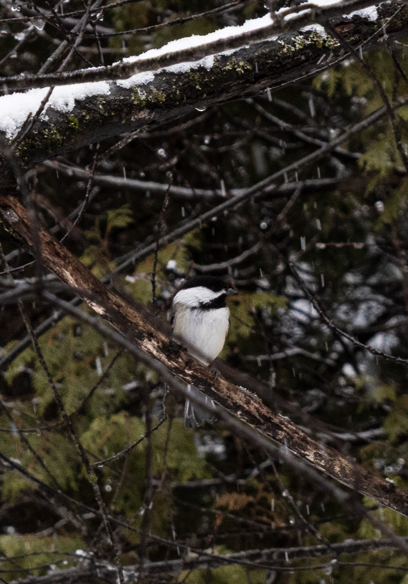 Early Spring Chickadees