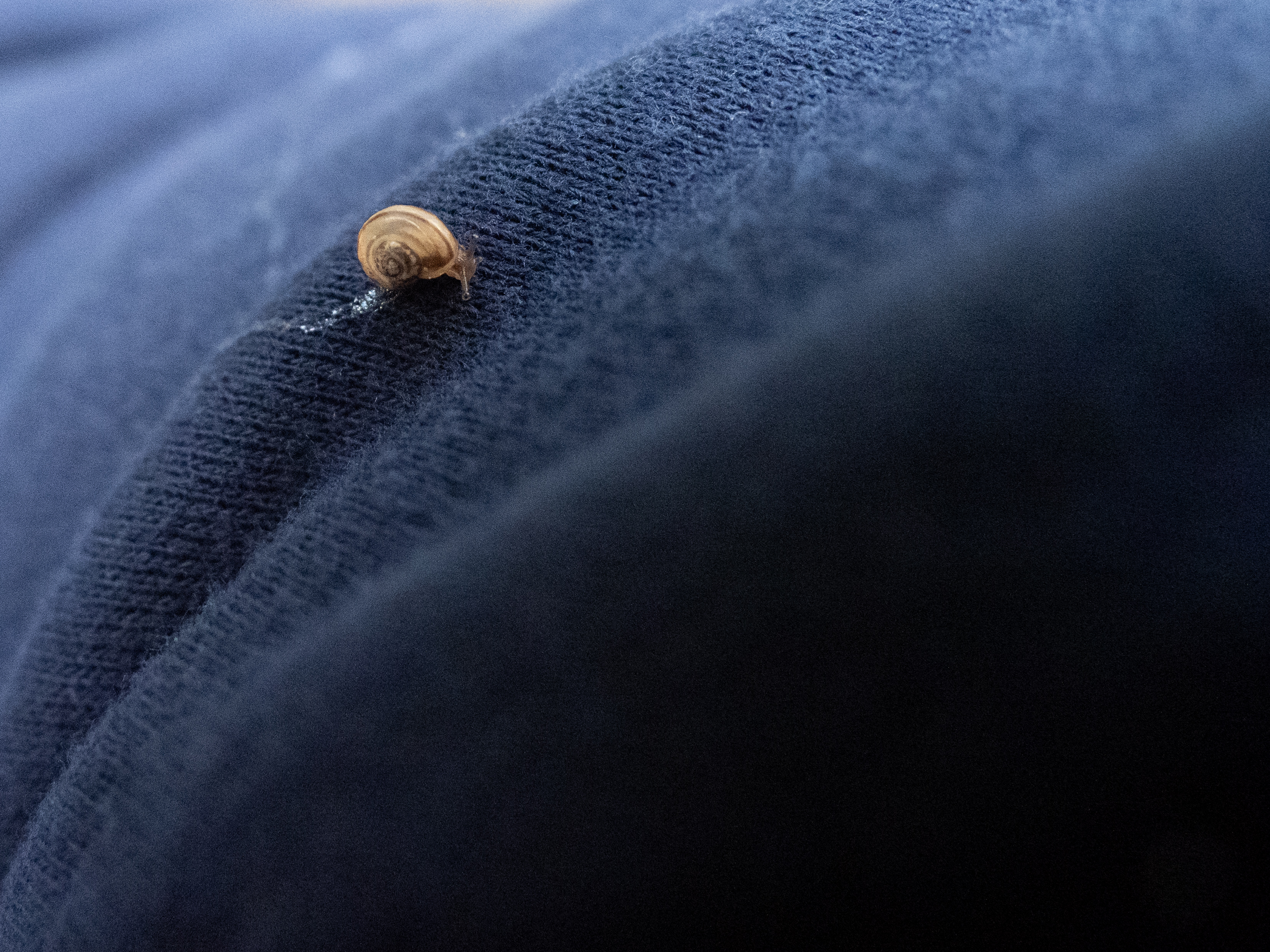 In Our Own Backyards