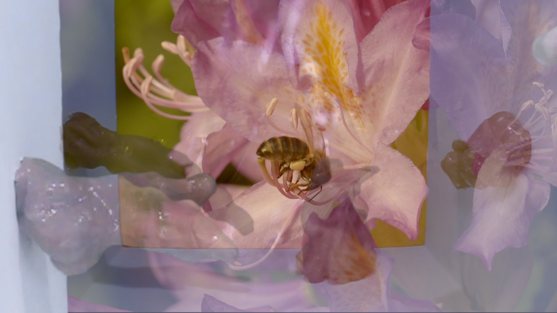 Still Images from "Of Love and Flight"