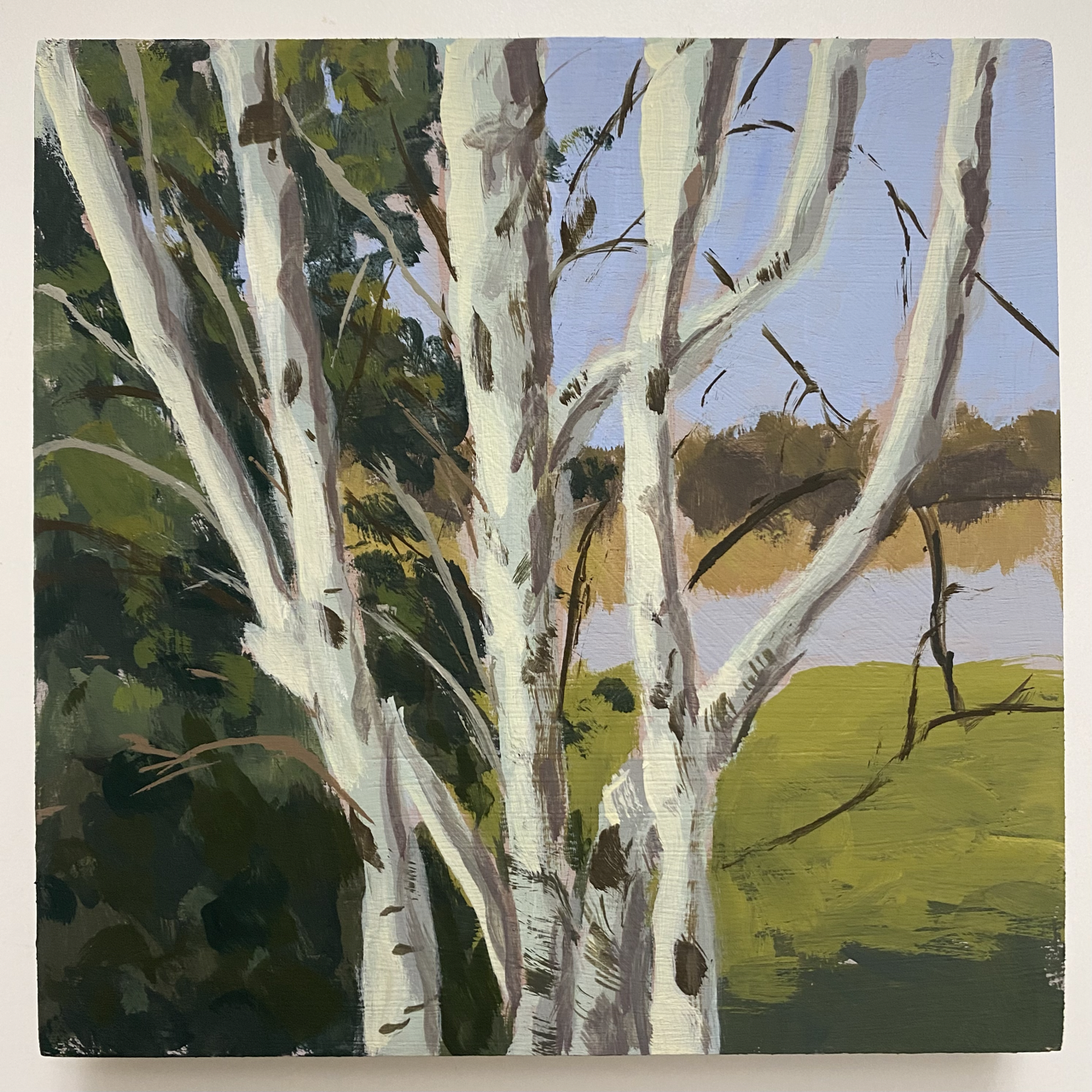 White Birch tree by Pond