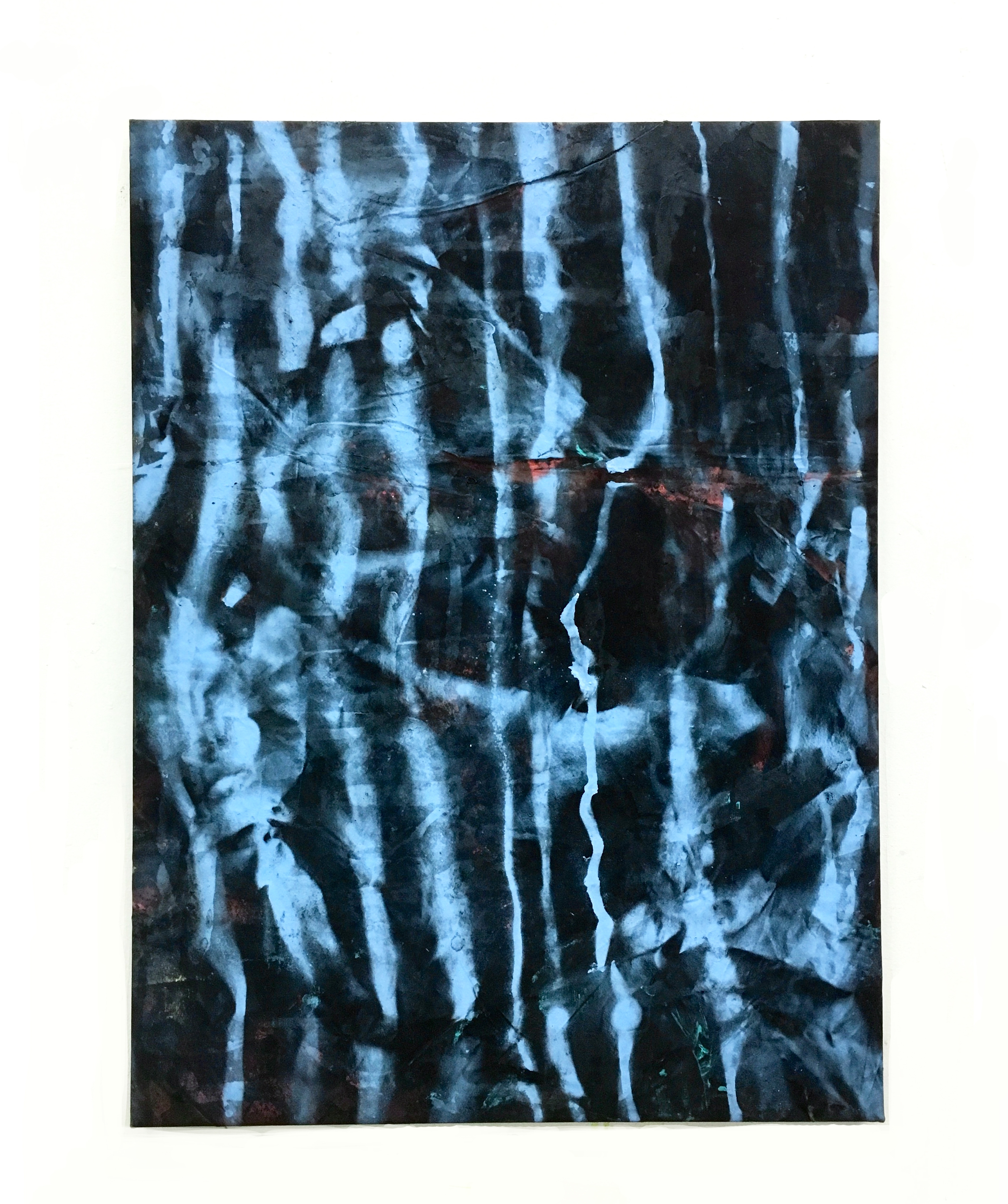 Elastic bands from lobster claws