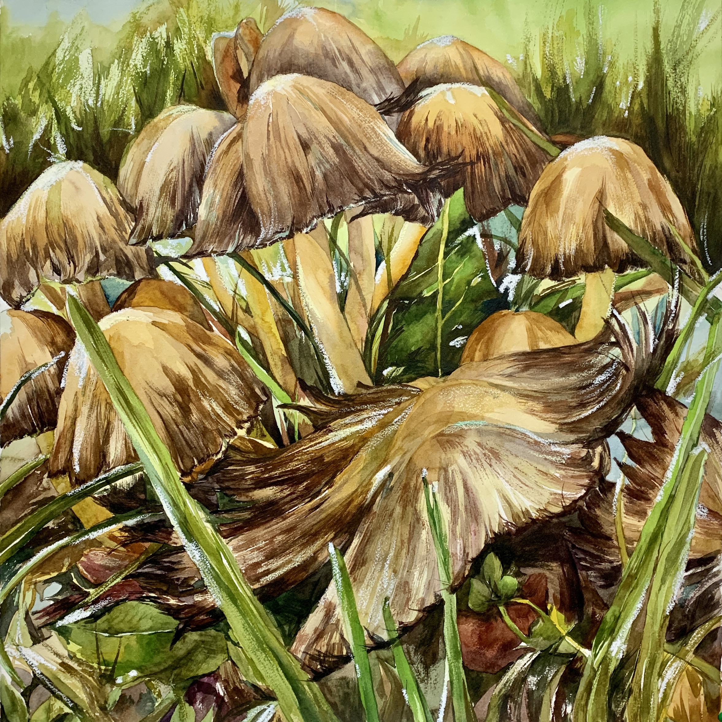 Nature's Gestures - Mushrooms Series