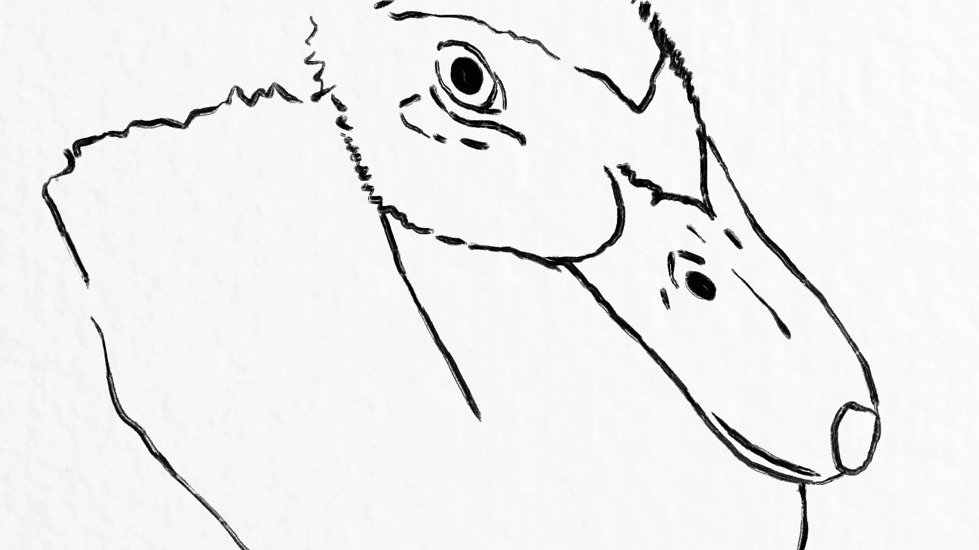 Sosuke the Duck (In Production)