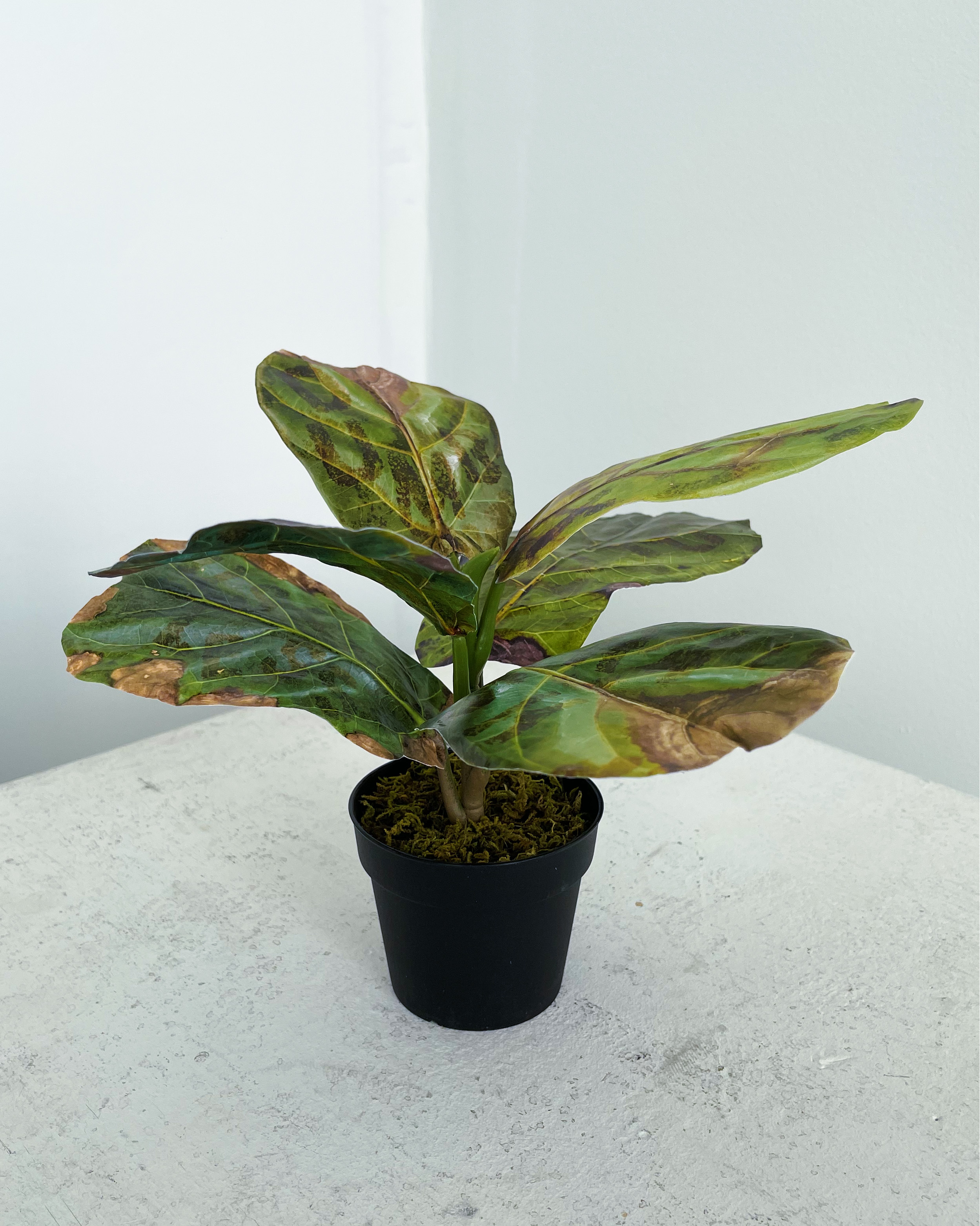 Verbally Abusive Infection