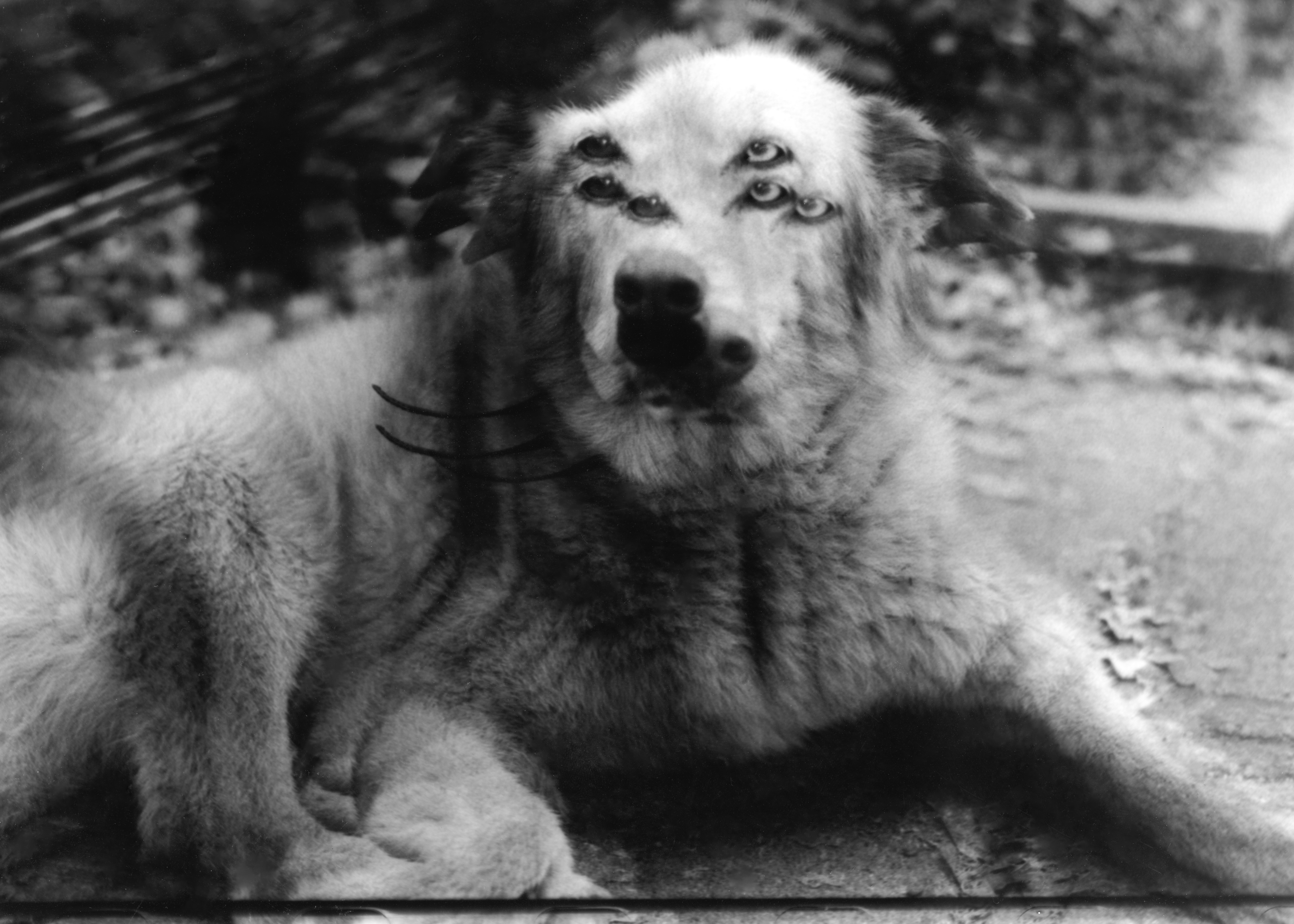 The Children of Cerberus