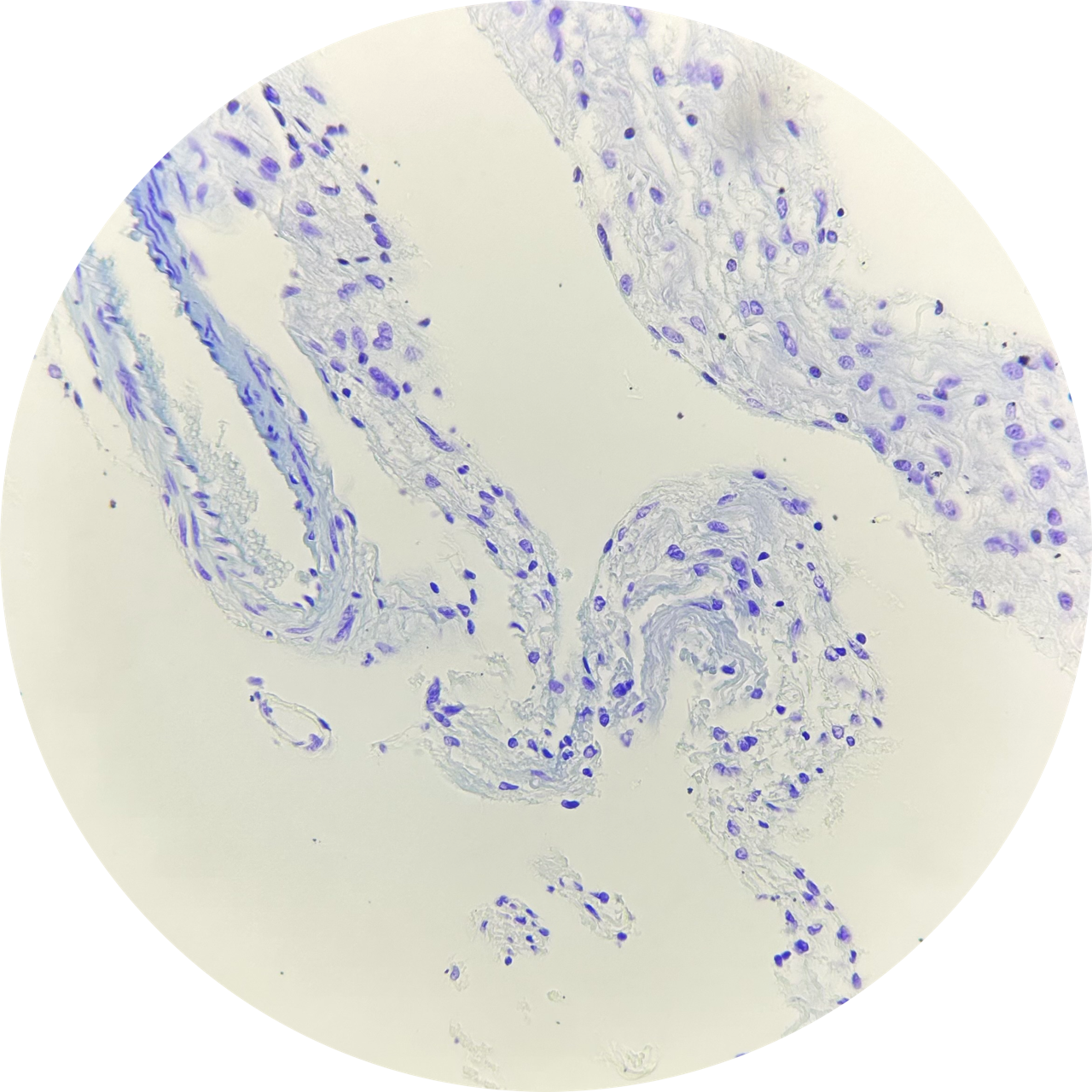 Cerebrum Mammal sec. CV at 400x Magnification, 93 W 3771