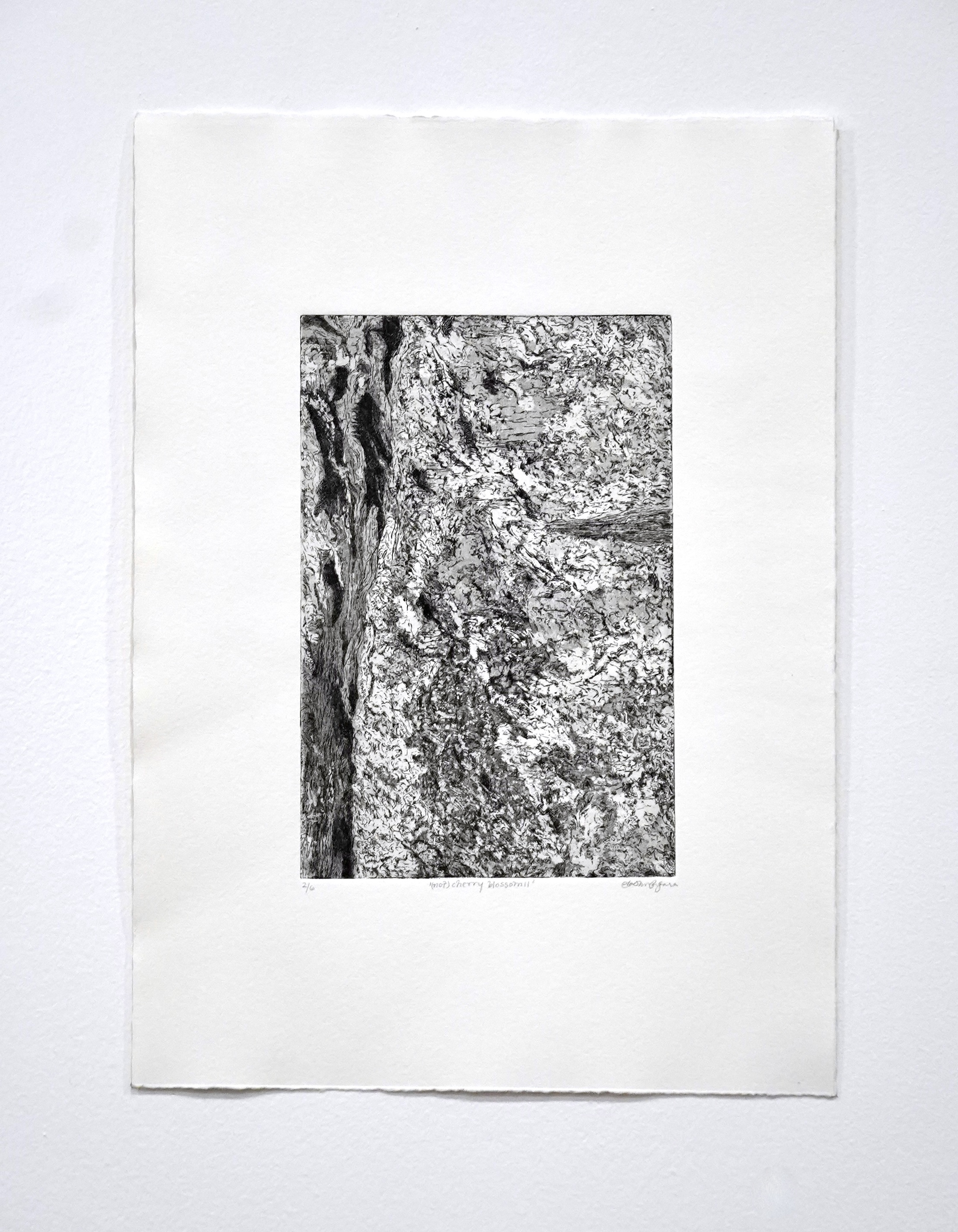 not cherry blossom 1 & 2