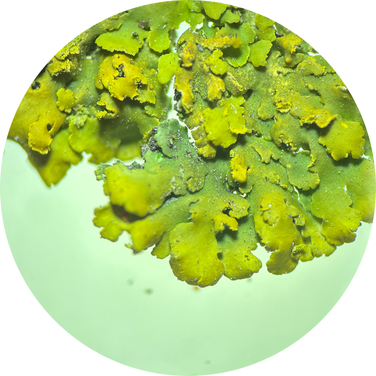 Lichen Thallus at 20x Magnification