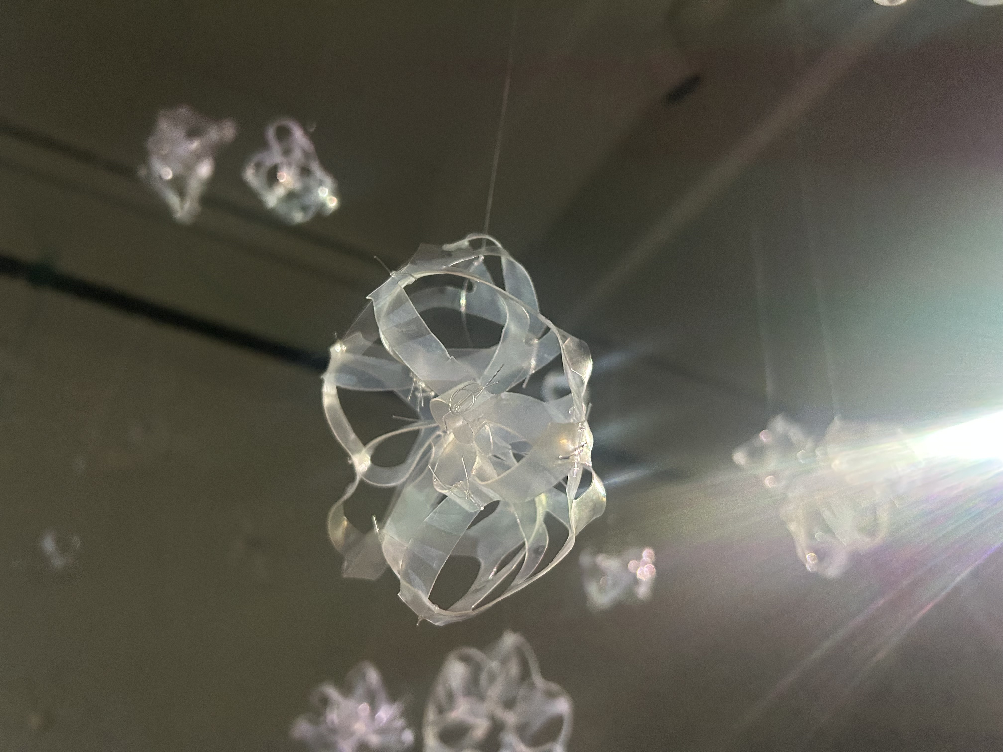 Cyanea tendiculae, photo by Stefania Capobianco