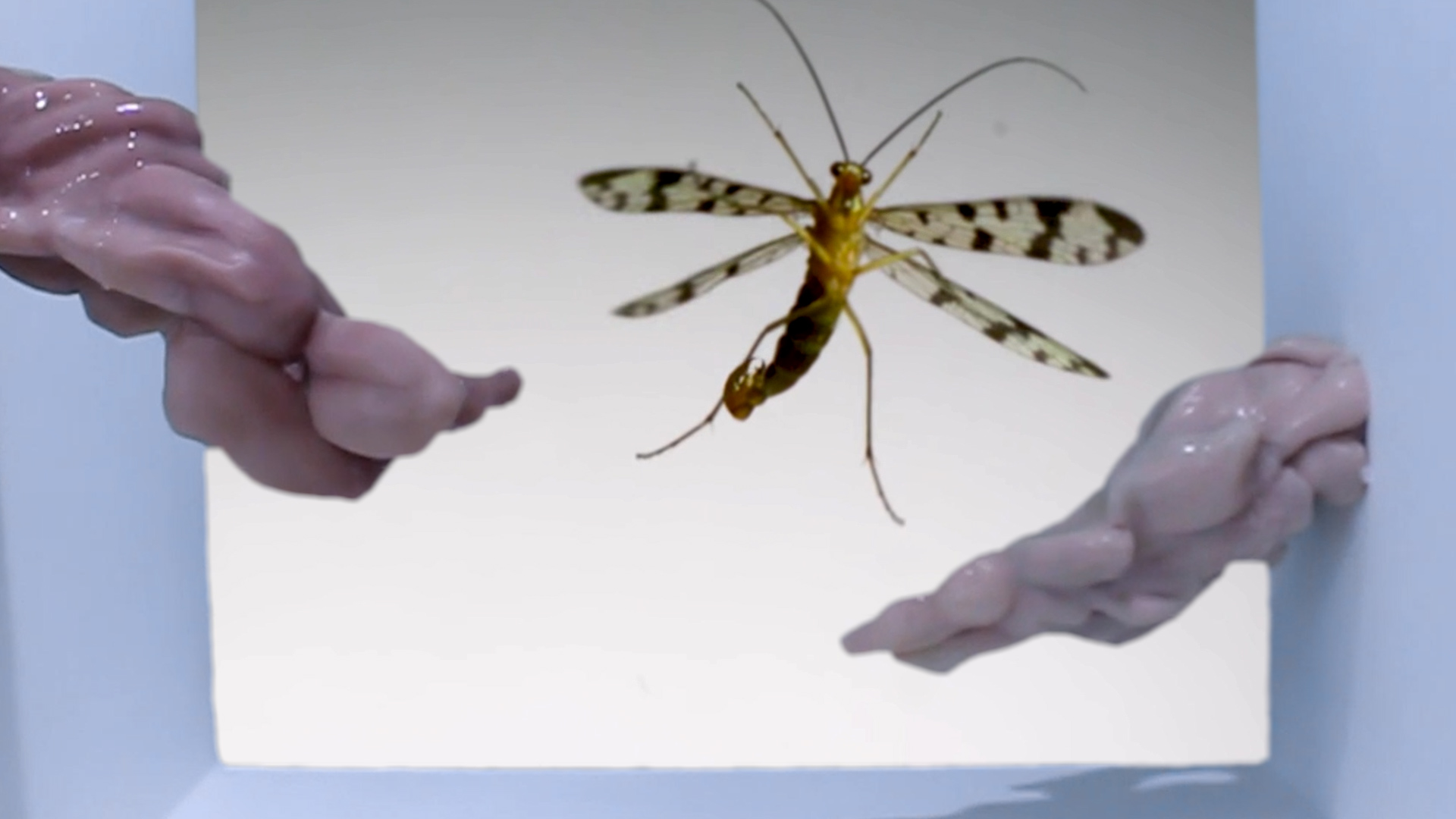 Still Images from "Of Love and Flight"