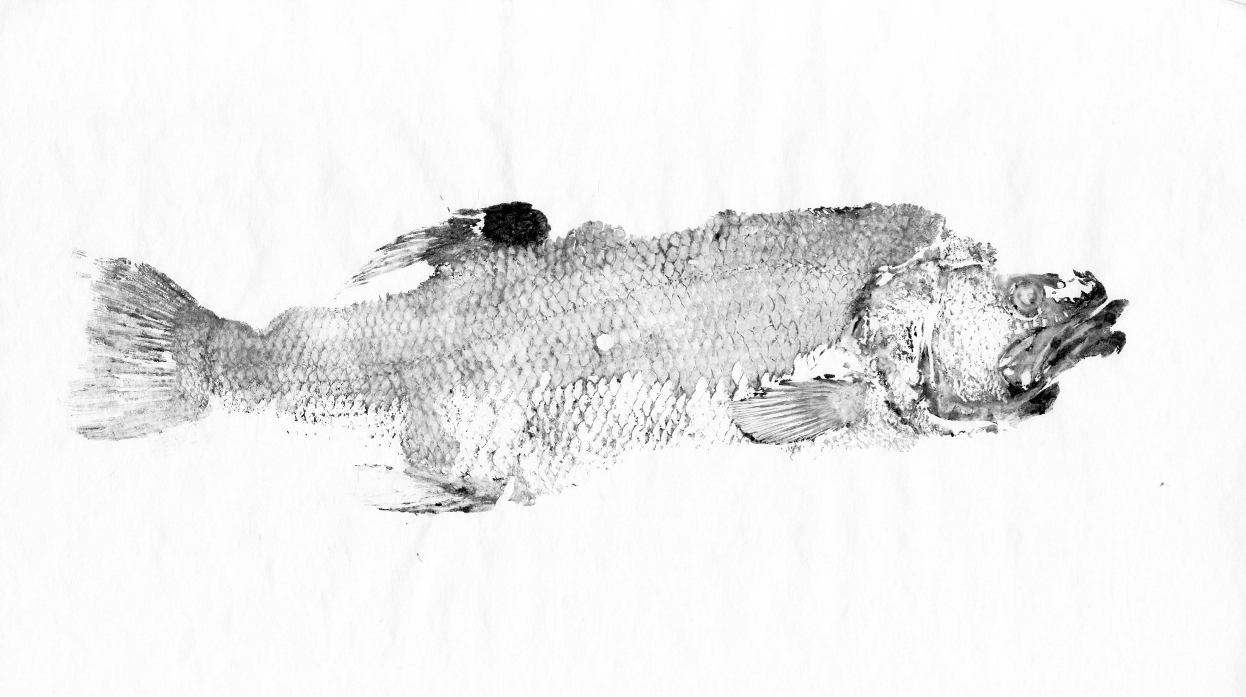 Fish Prints