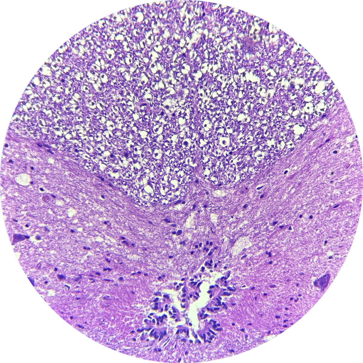 Spinal Cord Mammal at 100x Magnification, 93-3683