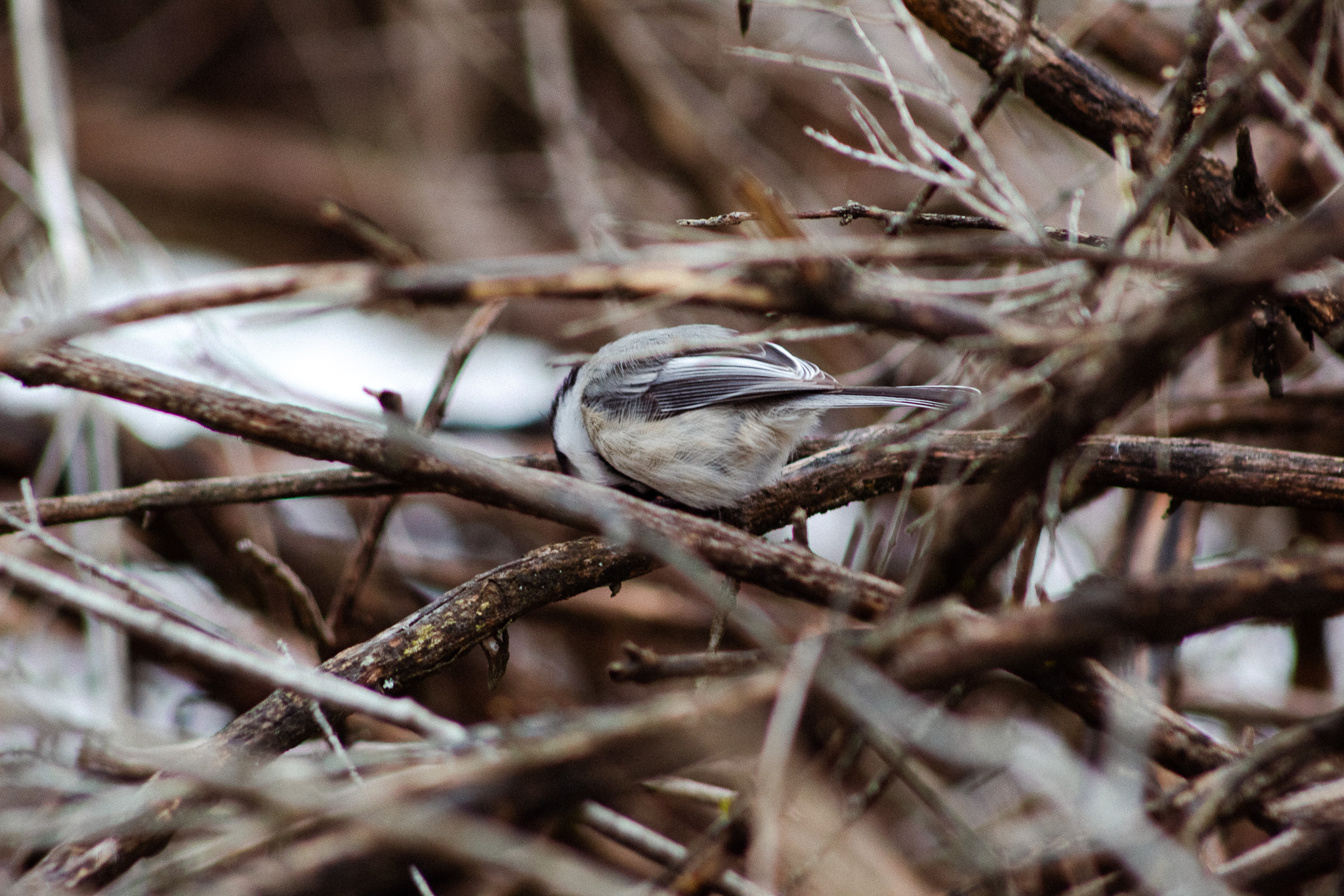 Early Spring Chickadees
