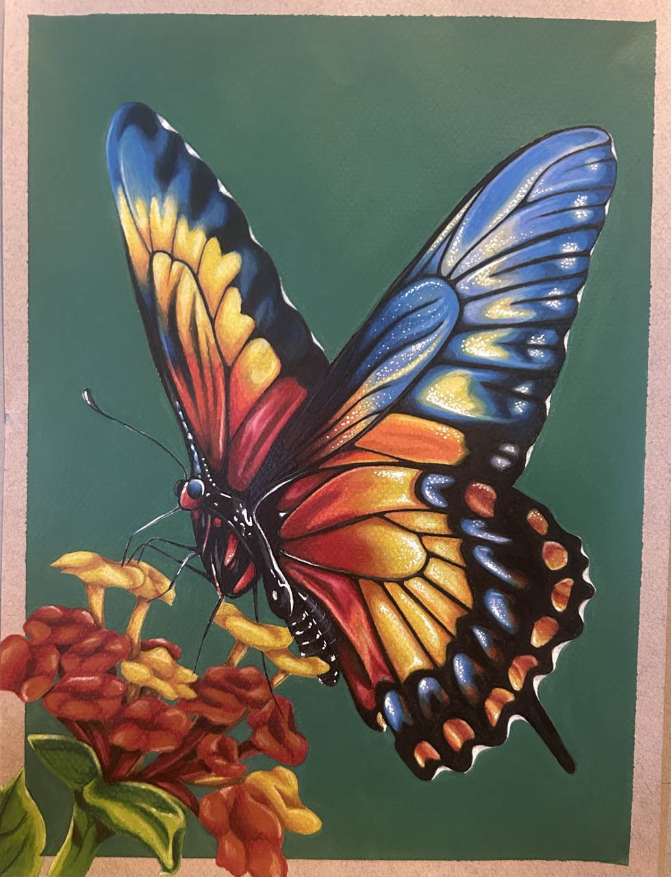Butterfly