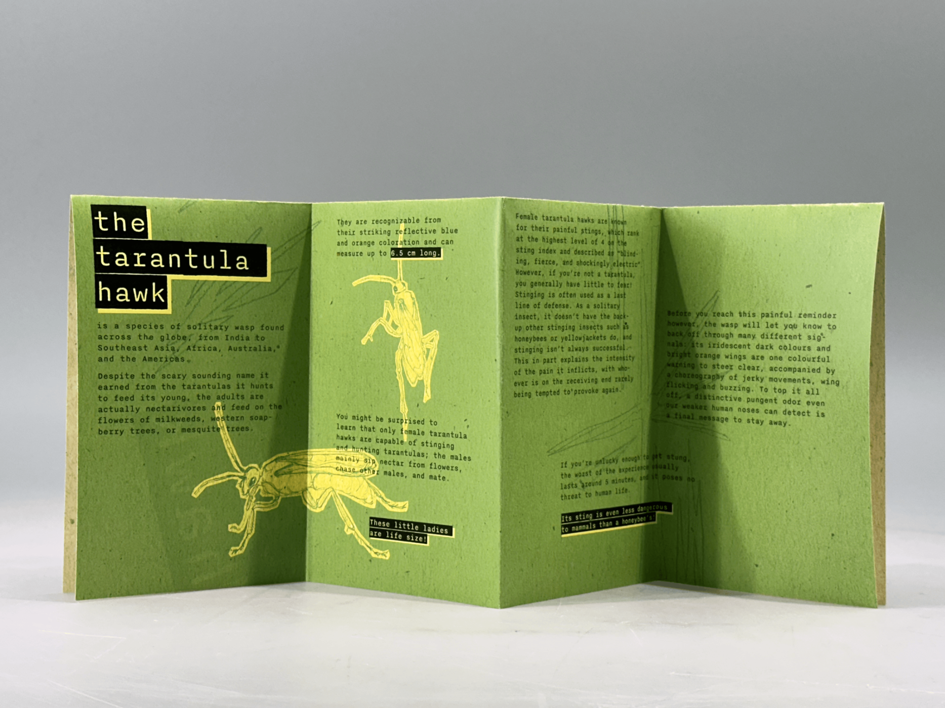 The Tarantula Hawk: an Informational Zine