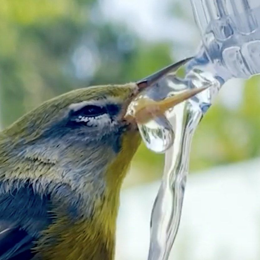 Polymath Synthesizer (Teaser)