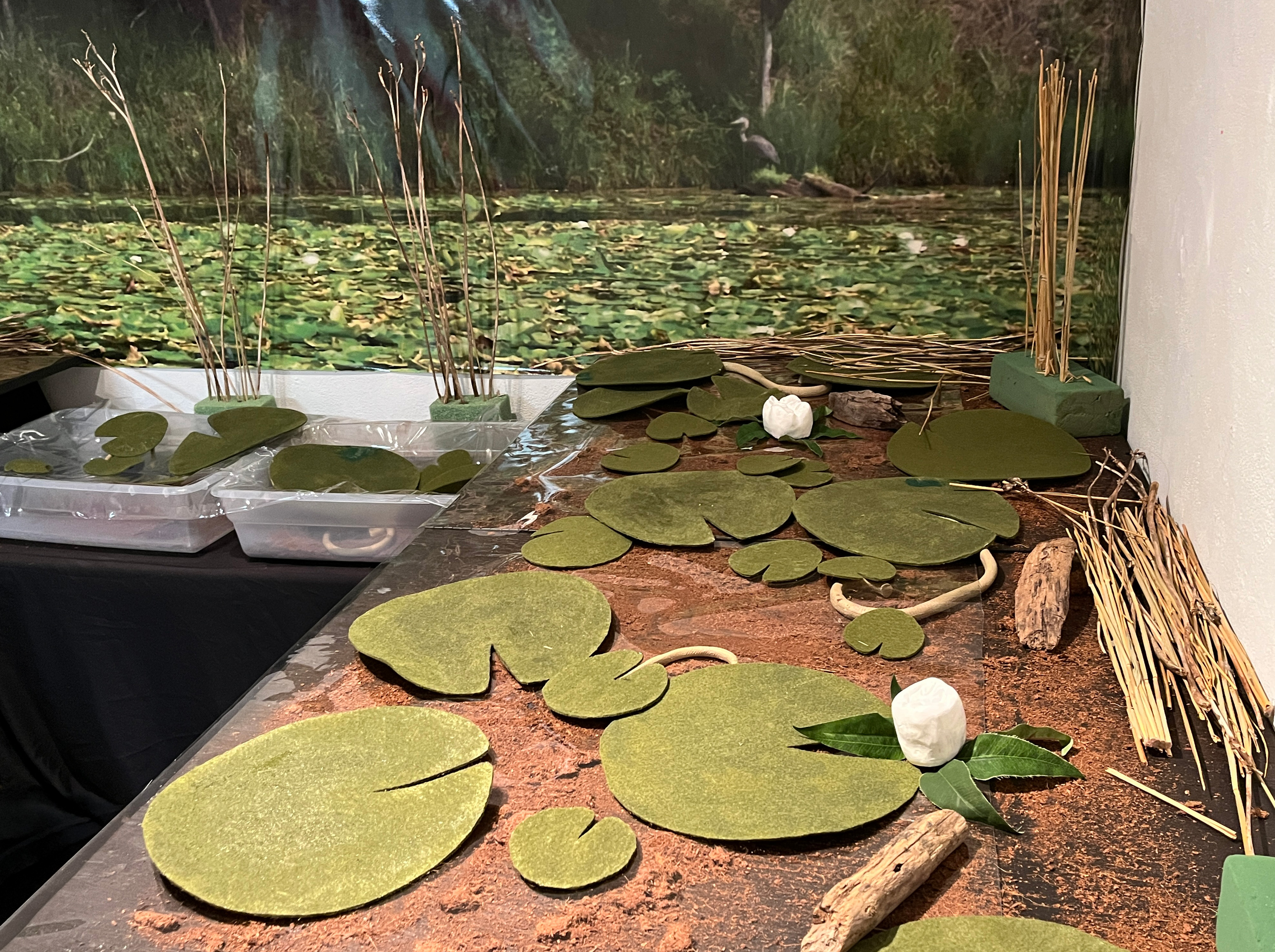 26 Nymphaea Odontotorata