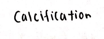 Until the Words Reach the Land