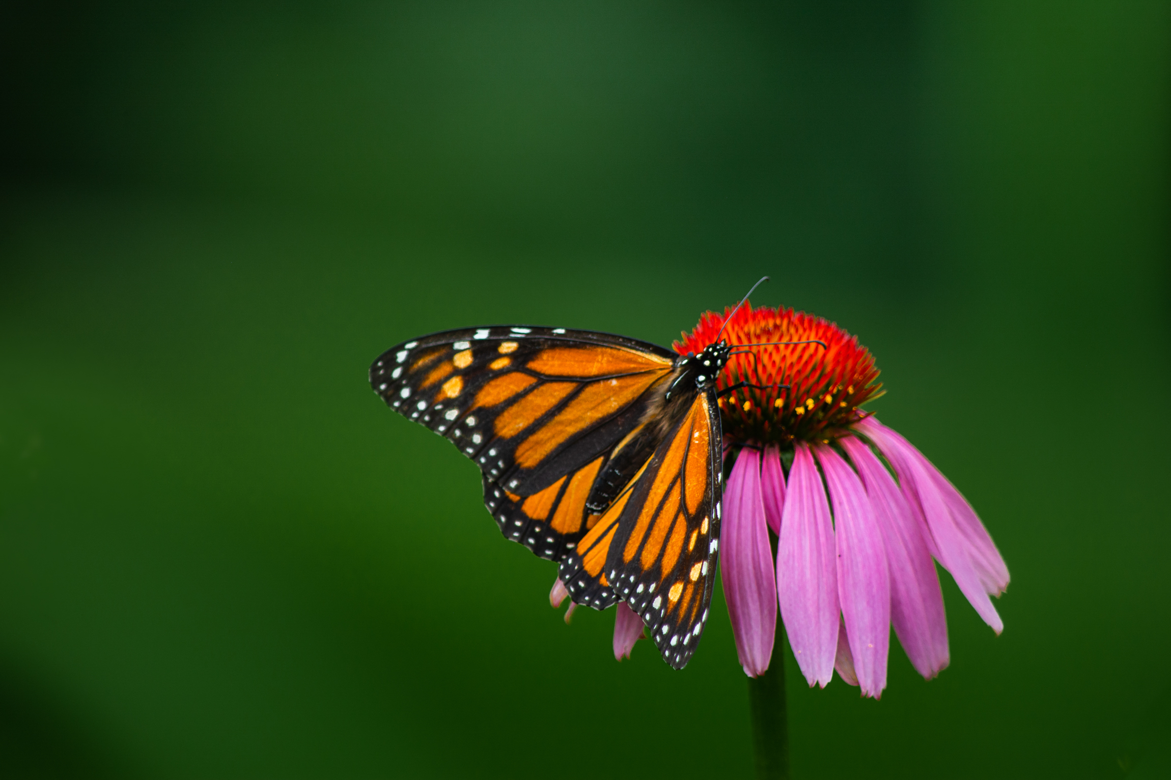 Rouge National Urban Park