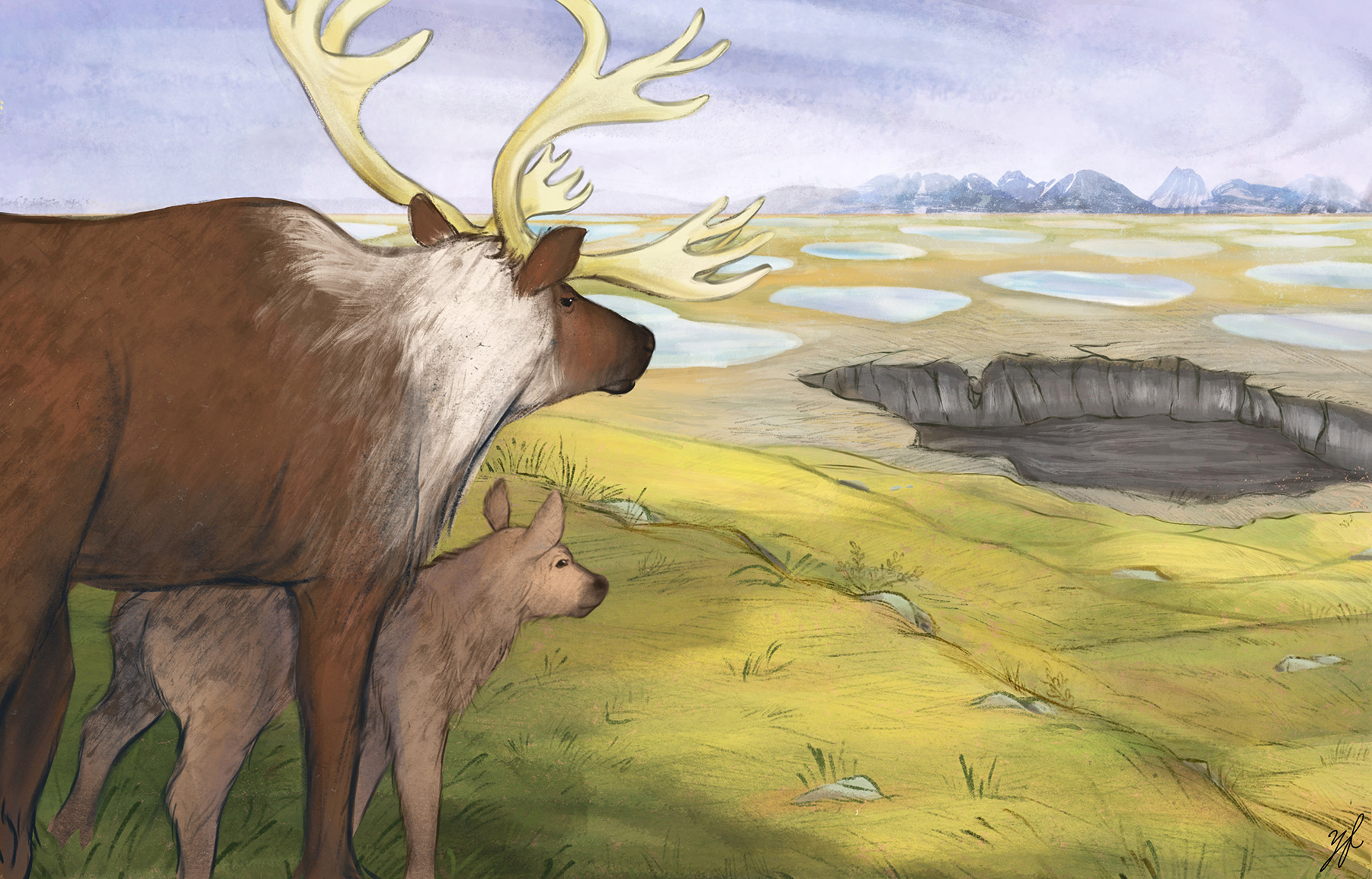 The Caribou Taste Different Now