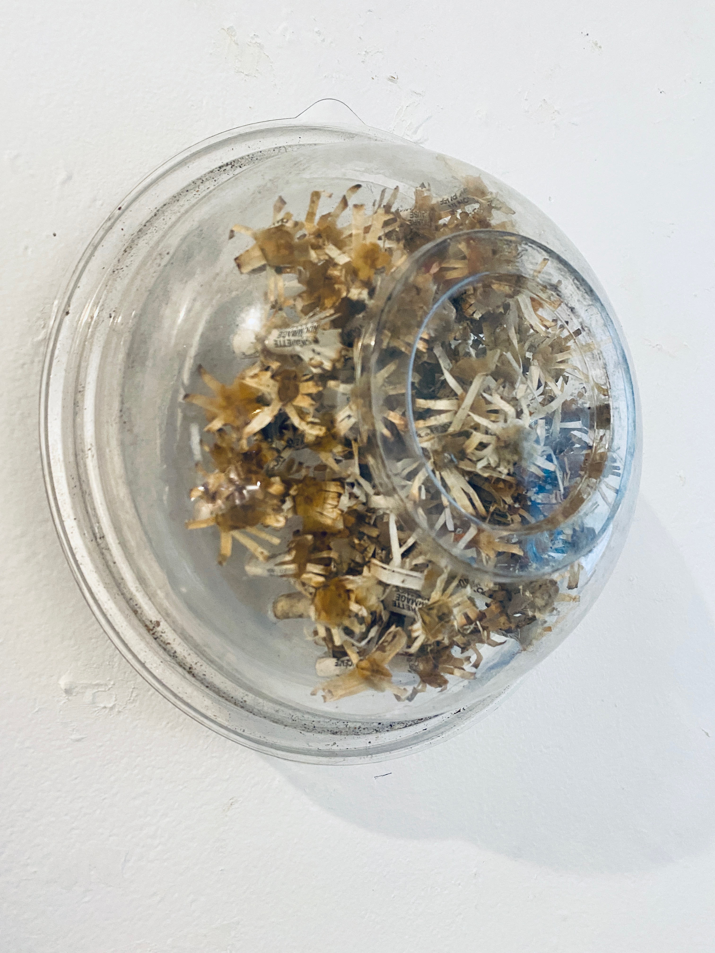 Parazoanthus presegmenus, photo by Julius Poncelet Manapul