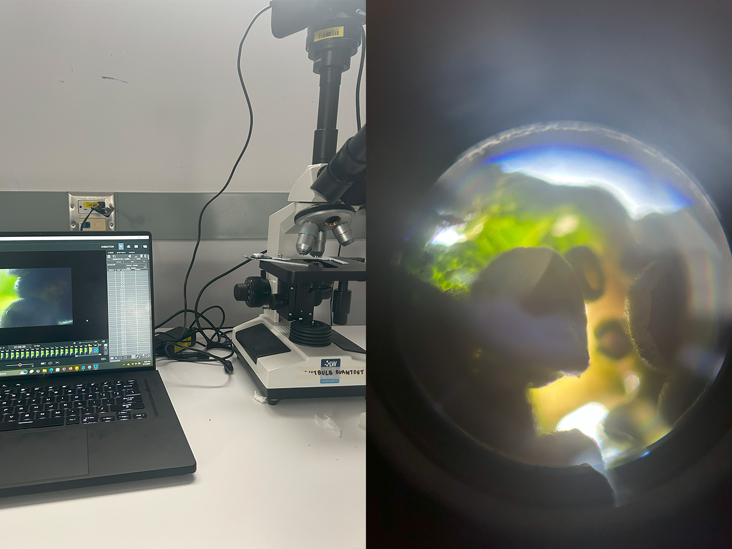 Microscope compilation