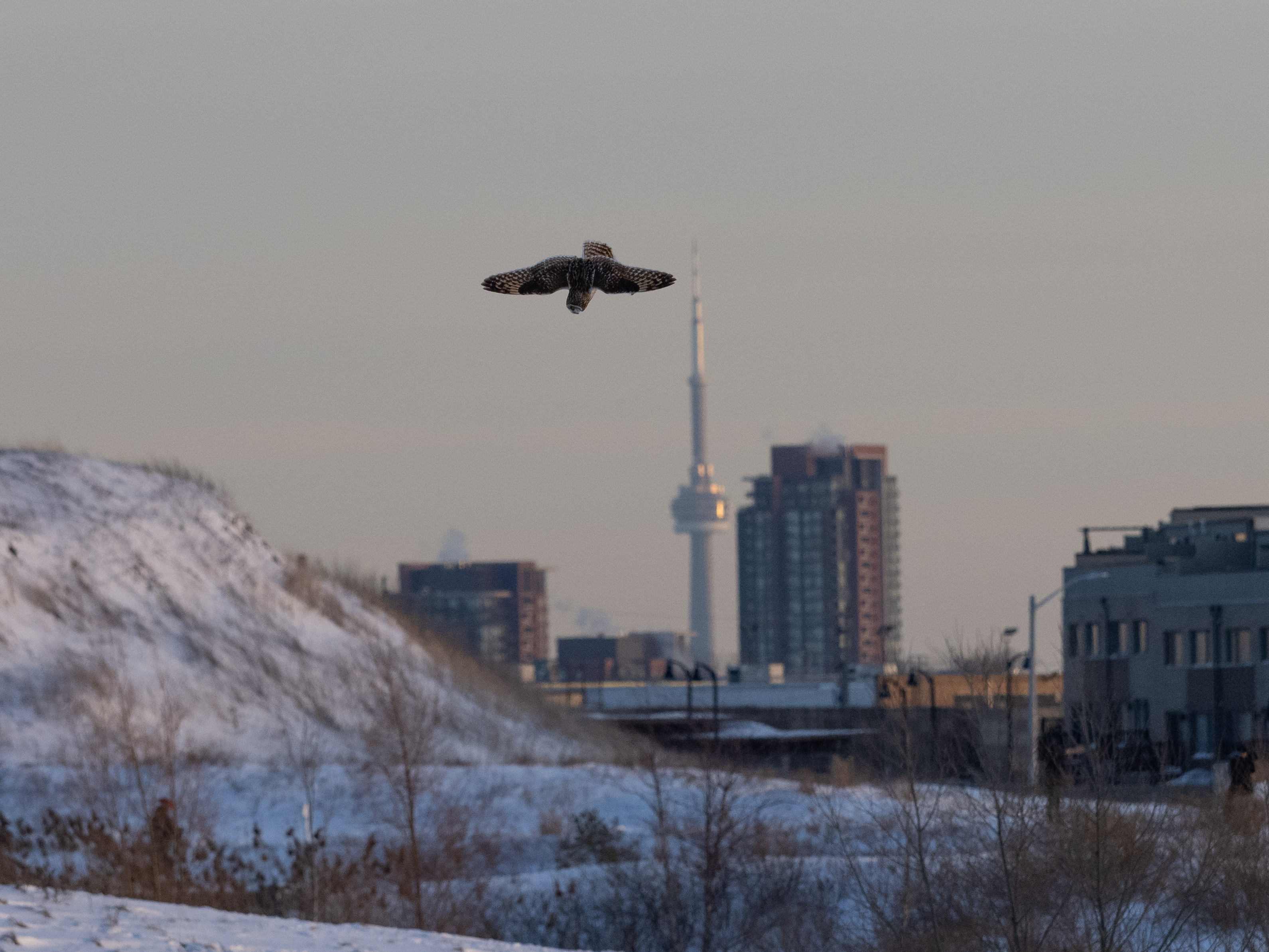 In Our Own Backyards