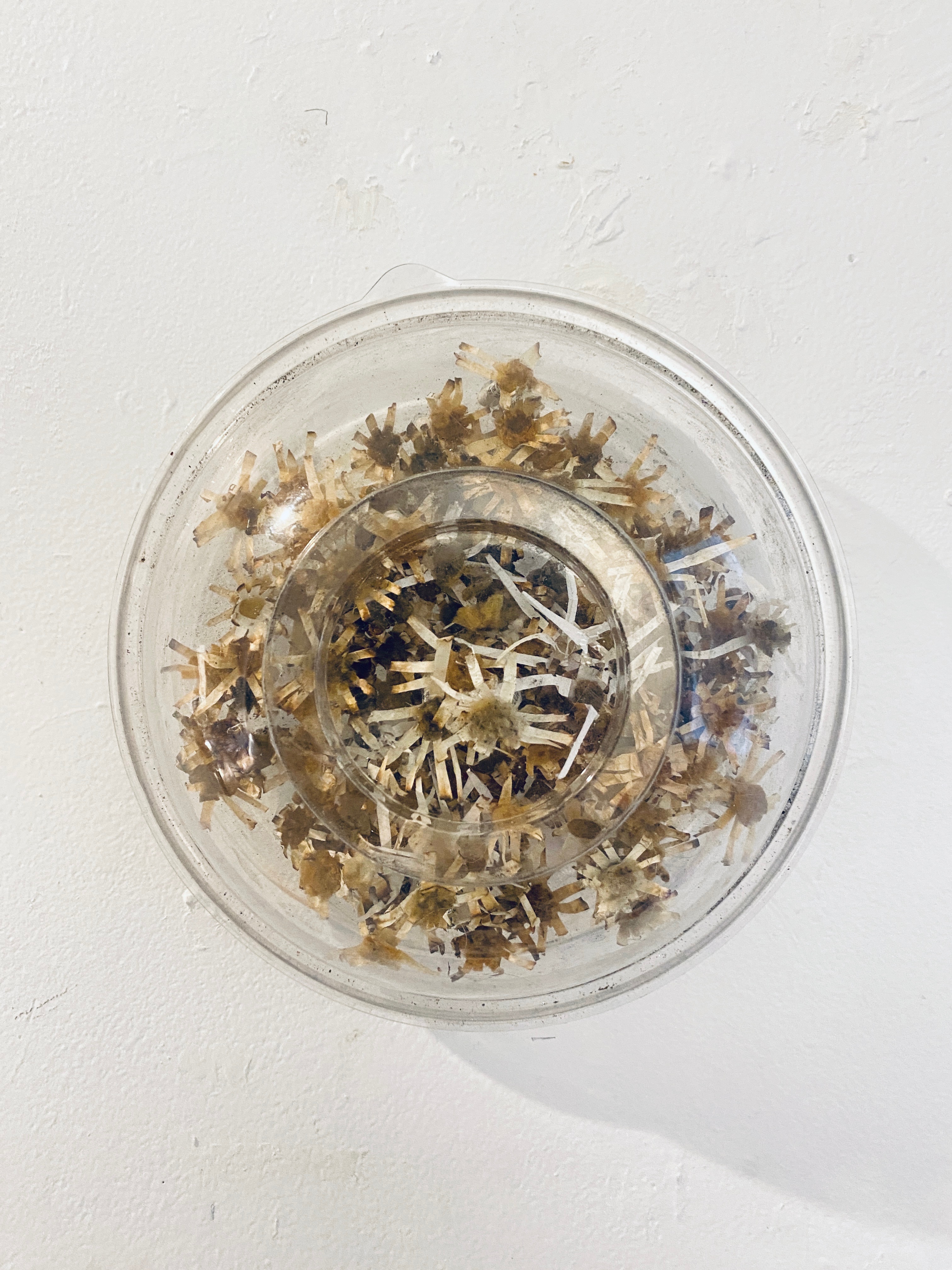 Parazoanthus presegmenus, photo by Julius Poncelet Manapul