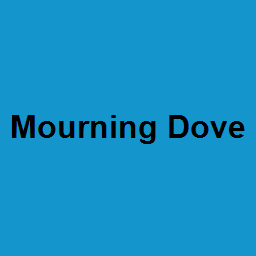 Mourning Dove