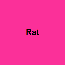 Rat