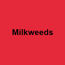 Milkweeds