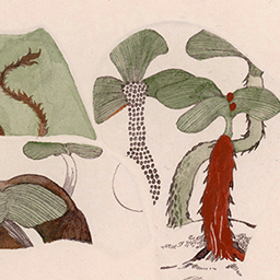 Dream Description II & III