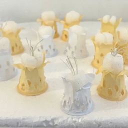 01 Amphibalanus creamus and Amphibalanus milkidae 