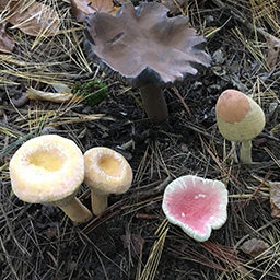 Mushroom Field Study