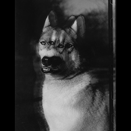 The Children of Cerberus