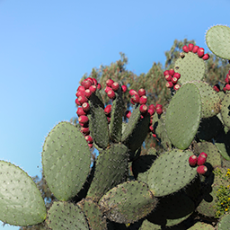 Arcos, Agua y Nopales