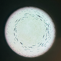 Distracted From Distraction By Distraction 