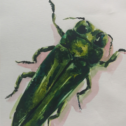 Emerald Ash Borer