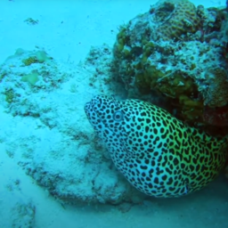 Lakshadweep Seascape 