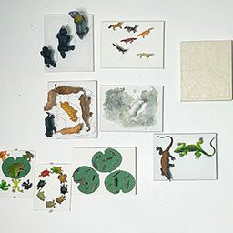 Installation Mixed Media Sculptural Series "Biodiversity"