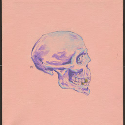 Skull Study