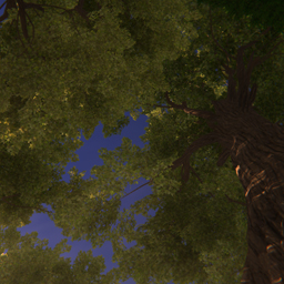 Mother of the Forest