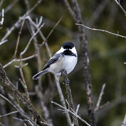 Early Spring Chickadees